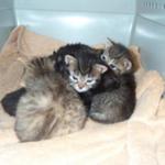 Kittens 2005