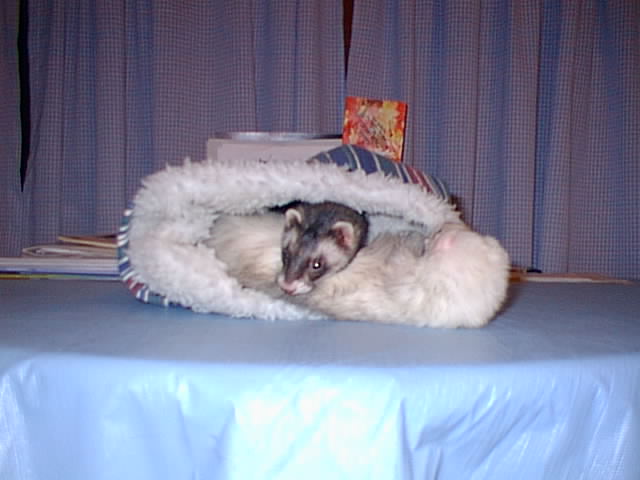 IMAGE17.JPG
