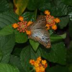 Roger Williams Butterflies & More