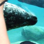 DSCF7452