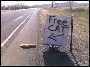 free_20cat.jpg