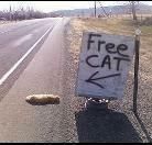 free_20cat.jpg