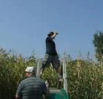 Corn Maze Videos 2007